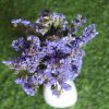 dried-blue-statice-flower-bunch
