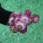 dried-pink-strawflower-bunch