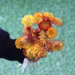 dried-yellow-strawflower-bunch
