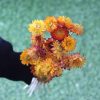 dried-yellow-strawflower-bunch