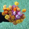 dried-mix-strawflower-bunch