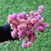 gomphrena-pink-dried-flowers-bunch