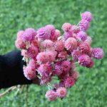 gomphrena-pink-dried-flowers-bunch