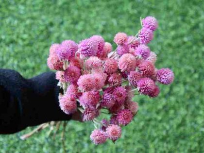 gomphrena-pink-dried-flowers-bunch