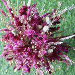 Magenta _Wheat _big _flowers _bunch