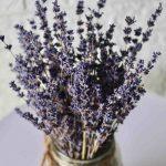 dried-lavender-flowers-bouquet