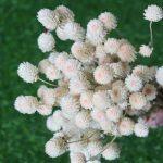 dried-white-gomphrena-bunch