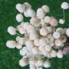 dried-white-gomphrena-bunch