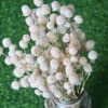 dried-white-gomphrena-bouquet