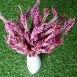 dried-taffy-pink-celosia-flowers-bunch