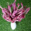dried-taffy-pink-celosia-flowers-bunch