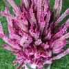 dried-pink-celosia-flowers-bunch
