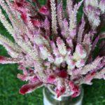 dried-baby-pink-celosia-flowers-bunch