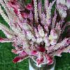 dried-baby-pink-celosia-flowers-bunch