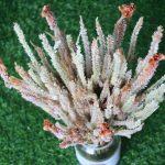 dried-orange-gold-celosia-flowers-bunch