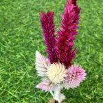 magenta-pink-natural-dried-flowers-boutonniere