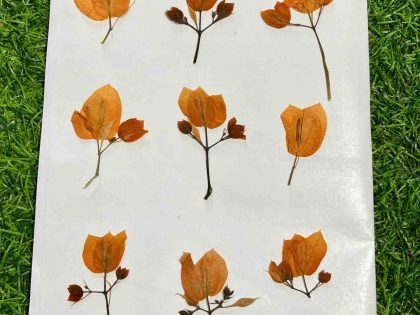 Set Of 10 Dried Pressed Yellow Bougainvillea Flowers