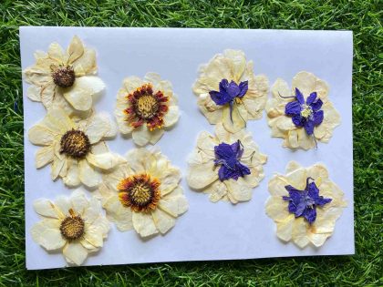 Set Of 5 White Dried Pressed Flowers