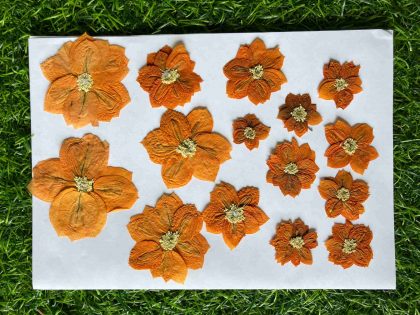 Set Of 5 Golden Yellow Dried Pressed Flowers