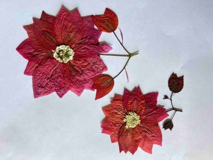 Set Of 2 Pink Dried Pressed Flowers