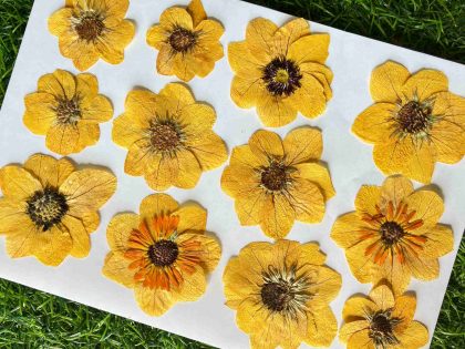 Set of 5 Yellow Dried Pressed Flower