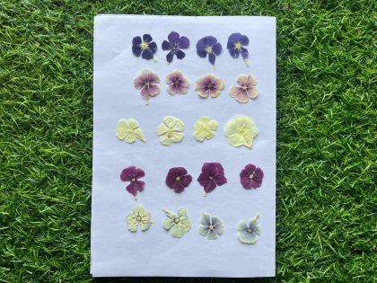 Set of 20 Mixed Dried Pressed Flowers