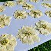 Set Of 5 White Dried Pressed Flowers