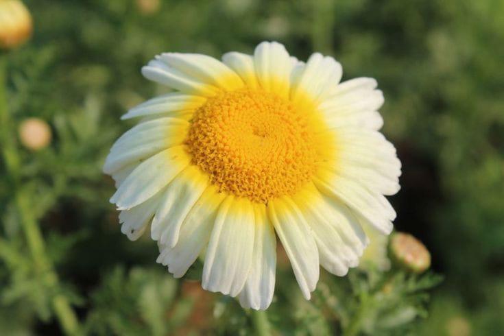 Why you must start a garden in your apartment