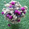 white-purple-lavender-dried-flowers-bouquet