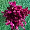 Dried_Burgundy_Celosia_Flowers_Bunch