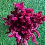 Dried_Burgundy_Celosia_Flowers_Bunch