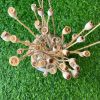 Dried_Poppy_Seed_Pods