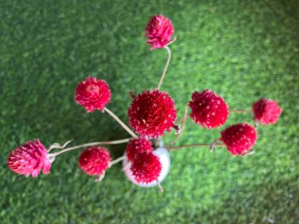 dried-red-gomphrena-flowers