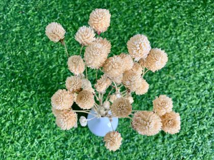 dried-white-gomphrena-flowers-bunch-2