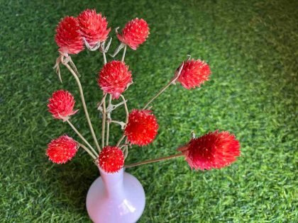 dried-orange-gomphrena-flowers