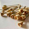 dried poppy pods with stem