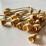 dried poppy pods with stem