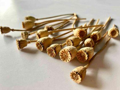 dried poppy pods with stem