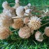 dried white gomphrena heads with stem