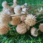 dried white gomphrena heads with stem