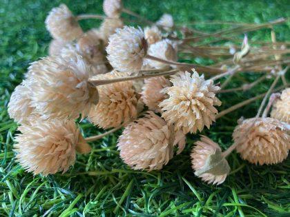 dried white gomphrena heads with stem