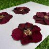 Set Of 2 Dried Pressed Maroon Roses