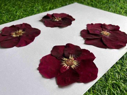 Set Of 2 Dried Pressed Maroon Roses