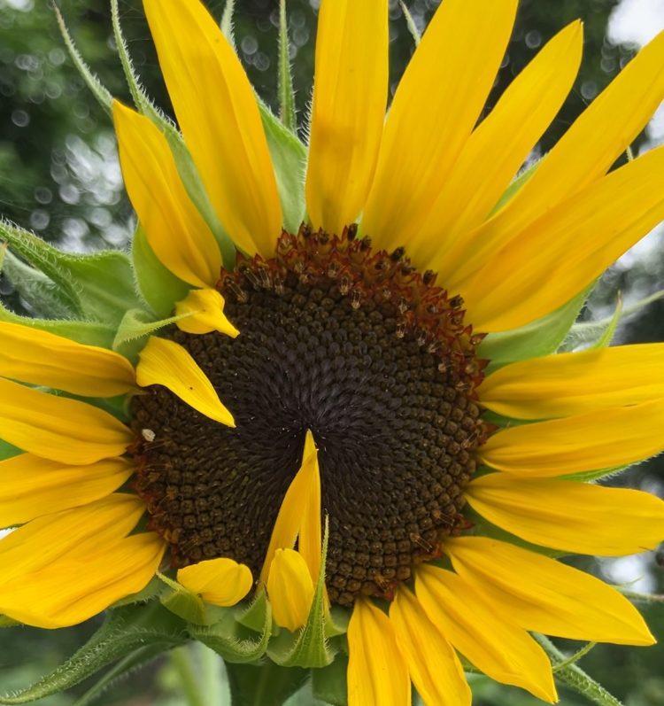 What Flowers Attract Pollinators Like Bees and Butterflies?