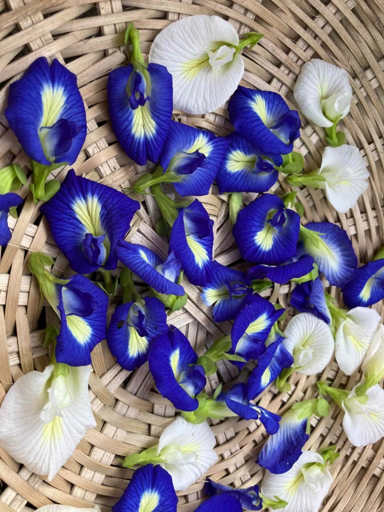 Blue Pea Flowers BloomyBliss