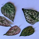 Dark Green and Pink Leaves