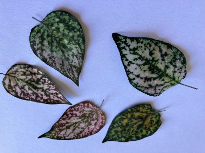 Dark Green and Pink Leaves