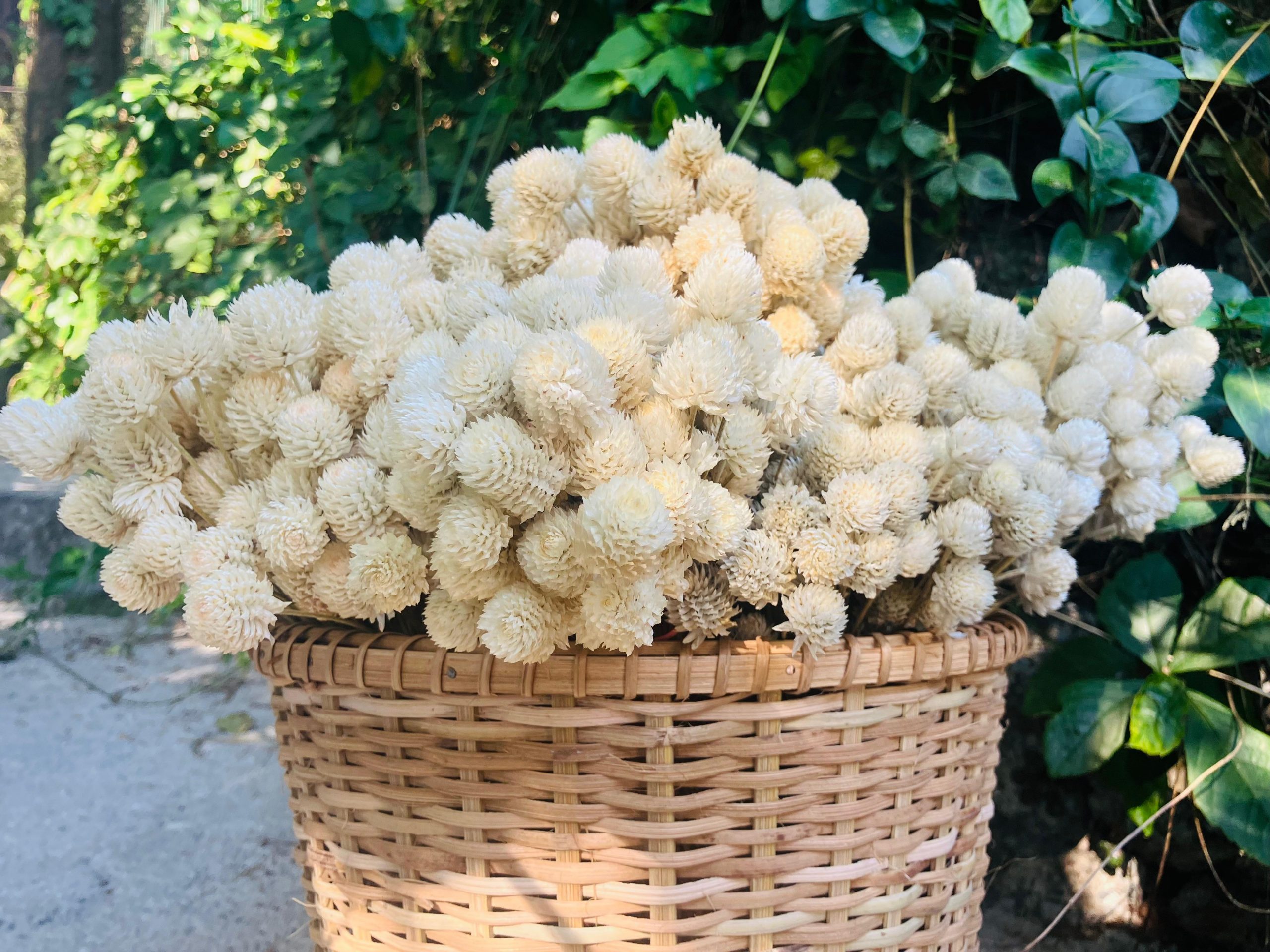 BloomyBliss Farm Journal – December 2025 | Harvesting & Storing Natural Ingredients