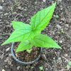 Parijaat | Harsingar | Night Jasmine Live Plant