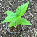 Parijaat | Harsingar | Night Jasmine Live Plant